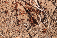 Pogonomyrmex barbatus