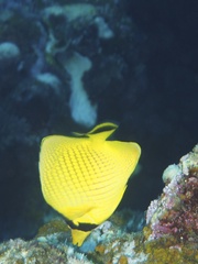 Chaetodon rafflesii