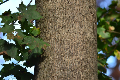 Paprastasis klevas nuotrauka