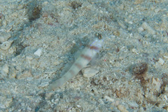 Amblyeleotris steinitzi