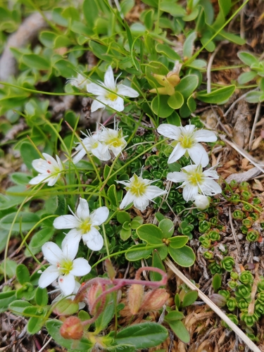 Arenaria ciliata, photograph 2