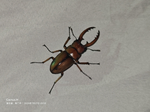 Common Red Stag Beetle