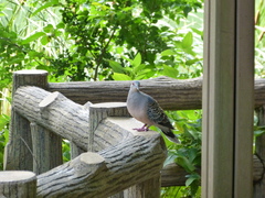 Streptopelia orientalis