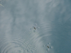 Aquarius paludum paludum