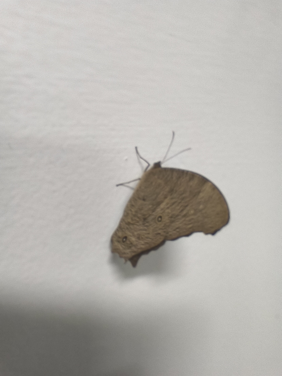 Common Evening Brown