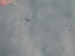 Aquarius paludum paludum