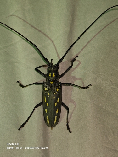 White-striped Longhorn Beetle