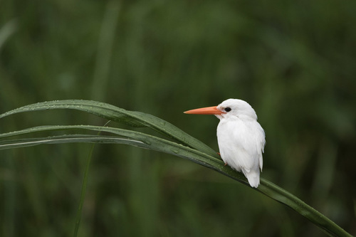 Malachite Kingfisher