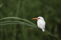 Malachite Kingfisher photo 4
