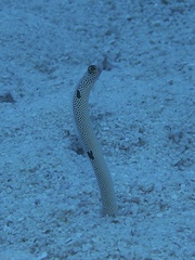 Heteroconger hassi