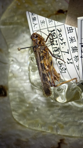 Oedaleus infernalis