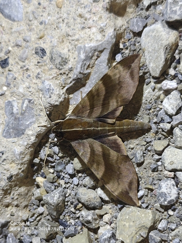 Ampelophaga rubiginosa