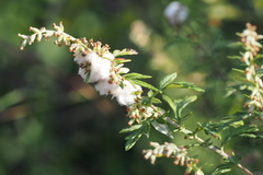 Rhopalomyia giraldii