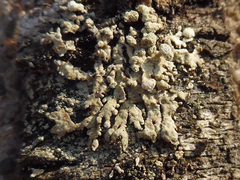 Parmeliopsis capitata