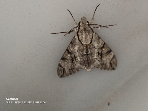 Plain grey hawkmoth