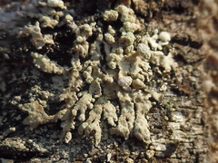 Parmeliopsis capitata