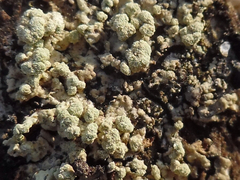 Parmeliopsis capitata