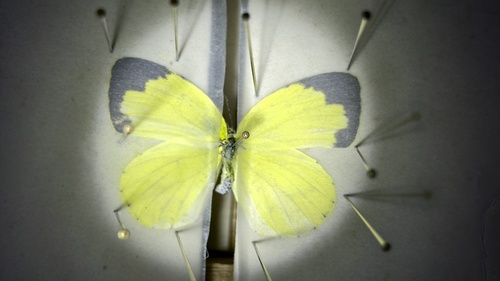 Japanese common grass yellow