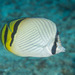 Vagabond Butterflyfish - Photo (c) Mark Rosenstein, some rights reserved (CC BY-NC-SA), uploaded by Mark Rosenstein