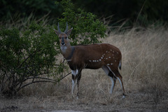 Tragelaphus scriptus bor