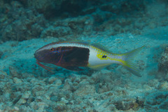 Parupeneus barberinoides