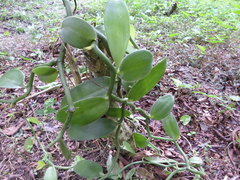 Vanilla planifolia