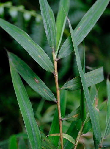Oldeania alpina