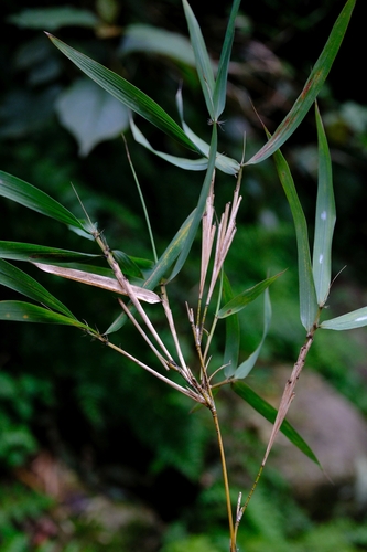 Oldeania alpina