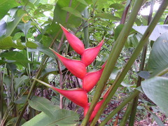 Heliconia stricta