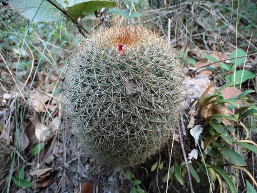Image of Cactus De Rododendro (Mammillaria rhodantha) by (c) Juan Rafael Rodríguez Razgado, some rights reserved (CC BY)