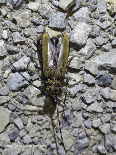 Apriona rugicollis