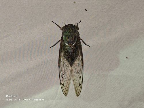 Platylomia strongata