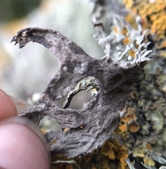 Ramalina puberulenta