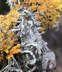 Ramalina puberulenta