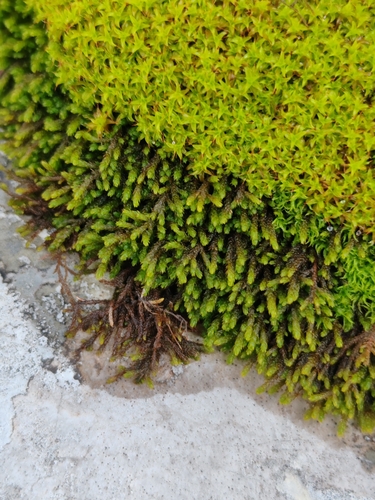 Norway Screw-Moss (Syntrichia norvegica)