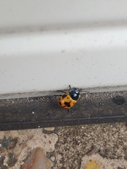 Labidomera clivicollis