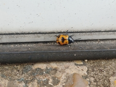 Labidomera clivicollis