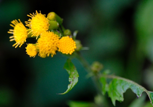 Crassocephalum montuosum