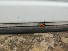 Labidomera clivicollis