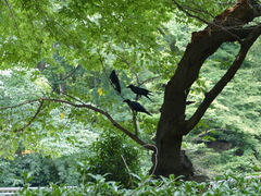 Corvus macrorhynchos