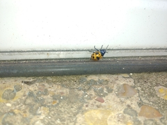 Labidomera clivicollis