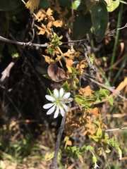 Stellaria serpyllifolia