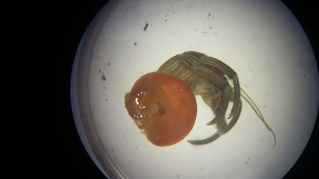 Mangrove Hermit Crab