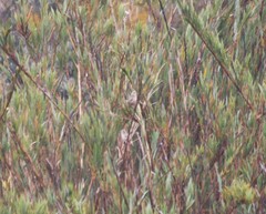 Cistothorus apolinari