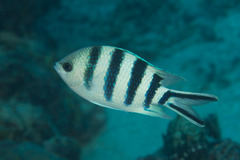 Abudefduf sexfasciatus