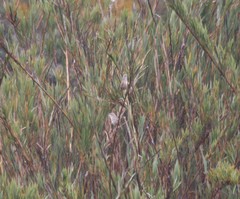 Cistothorus apolinari