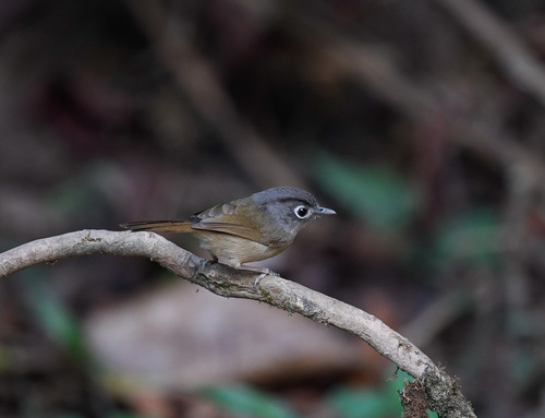 Nepal Fulvetta (Alcippe nipalensis), photo 10