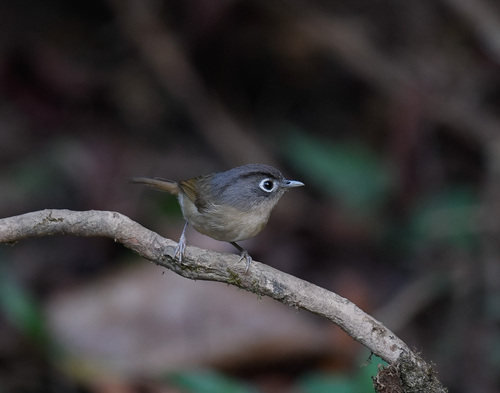 Nepal Fulvetta (Alcippe nipalensis), photo 8