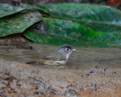 Nepal Fulvetta (Alcippe nipalensis), photo 9