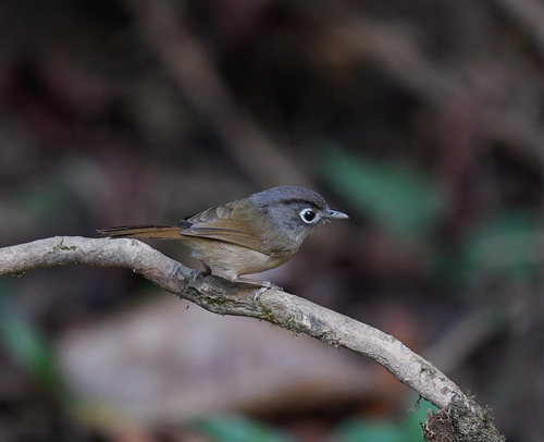 Nepal Fulvetta (Alcippe nipalensis), photo 7